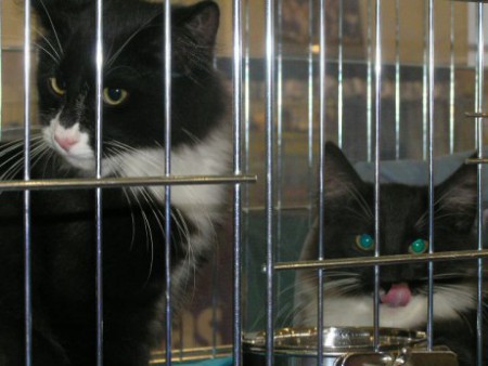 Autorom tejto fotografie je CHS Moon Starr Mija, SK