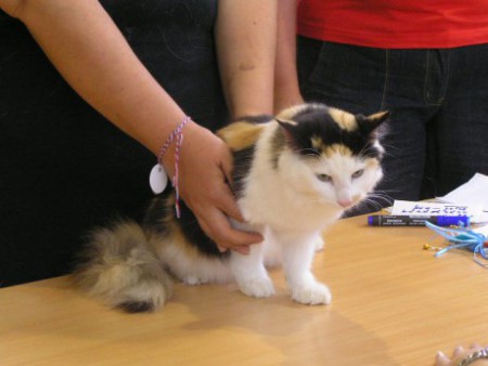 Autorom tejto fotografie je CHS Moon Starr Mija, SK