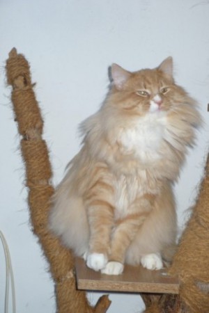 CH Klemens Lwie Serce, PL