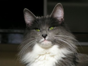 IC Enya Zielone Migdaly, PL