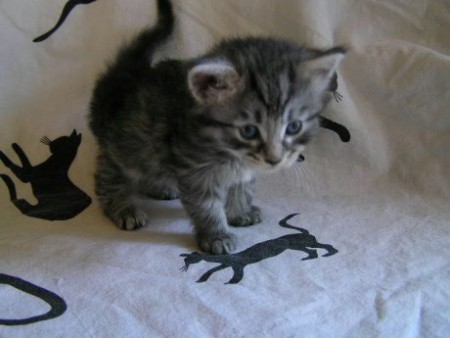 4 týždne - > Autorom tejto fotografie je CHS Moon Starr Mija, SK