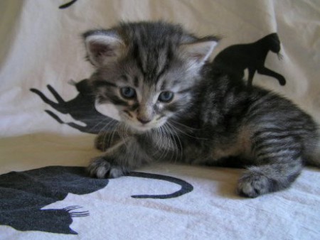 4 týždne - > Autorom tejto fotografie je CHS Moon Starr Mija, SK