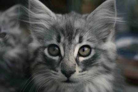 11 týždňov - > Autorom tejto fotografie je CHS Moon Starr Mija, SK