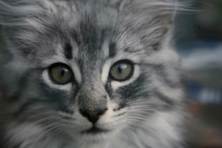 11 týždňov - > Autorom tejto fotografie je CHS Moon Starr Mija, SK