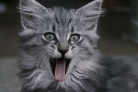 11 týždňov - > Autorom tejto fotografie je CHS Moon Starr Mija, SK