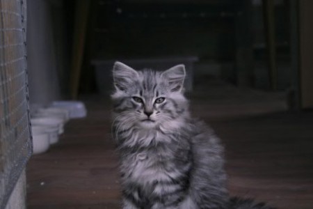 11 týždňov - > Autorom tejto fotografie je CHS Moon Starr Mija, SK