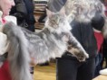 /album/mvm-vinicne-04-02-2012-/dscf8508-jpg/