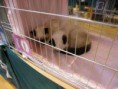 /album/mvm-vinicne-04-02-2012-/dscf8514-jpg/
