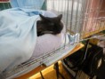 /album/mvm-vinicne-04-02-2012-/dscf8527-jpg/
