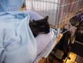 /album/mvm-vinicne-04-02-2012-/dscf8530-jpg/