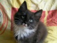 /album/este-kym-bol-maciatko-od-narodenia-az-po-5-mesiacov/caesar-cat-moon-starr-mija-16-jpg1/