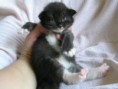 /album/este-kym-bol-maciatko-od-narodenia-az-po-5-mesiacov/caesar-cat-16-dni-4-jpg/
