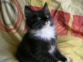 /album/este-kym-bol-maciatko-od-narodenia-az-po-5-mesiacov/caesar-cat-moon-starr-mija-7-jpg/